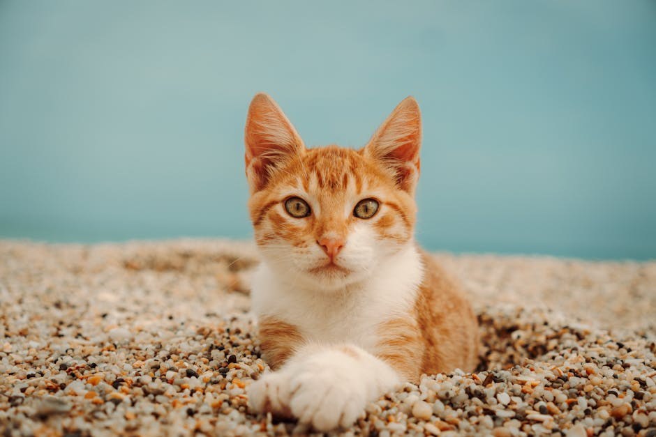 Smiju li psi jesti palačinke - koliko su sigurne?