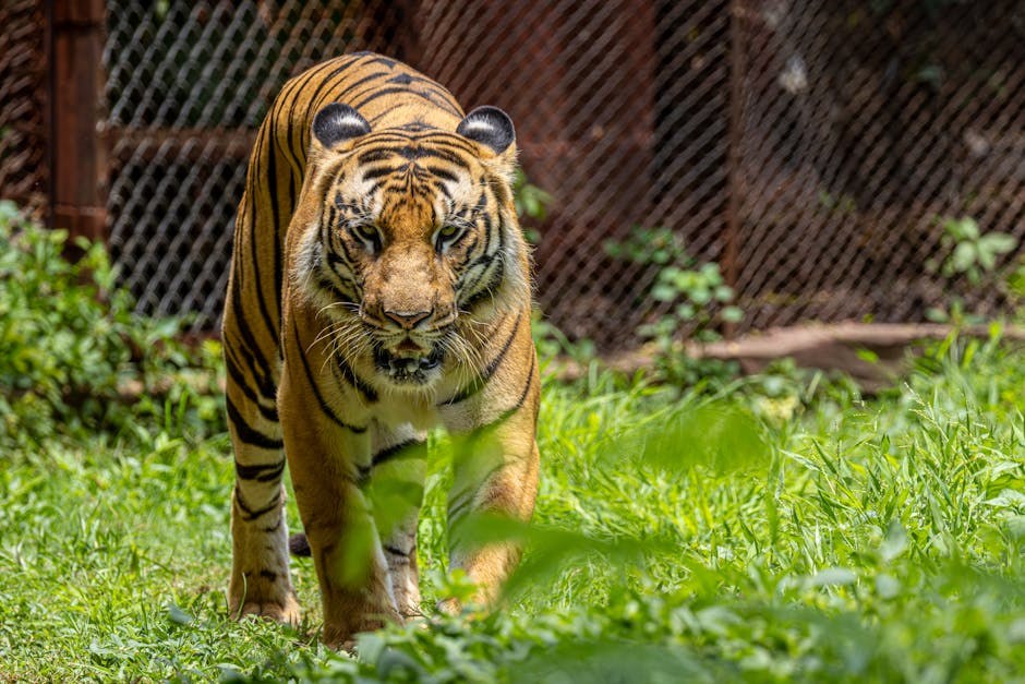 Smiju li psi jesti palačinke - koliko su sigurne?