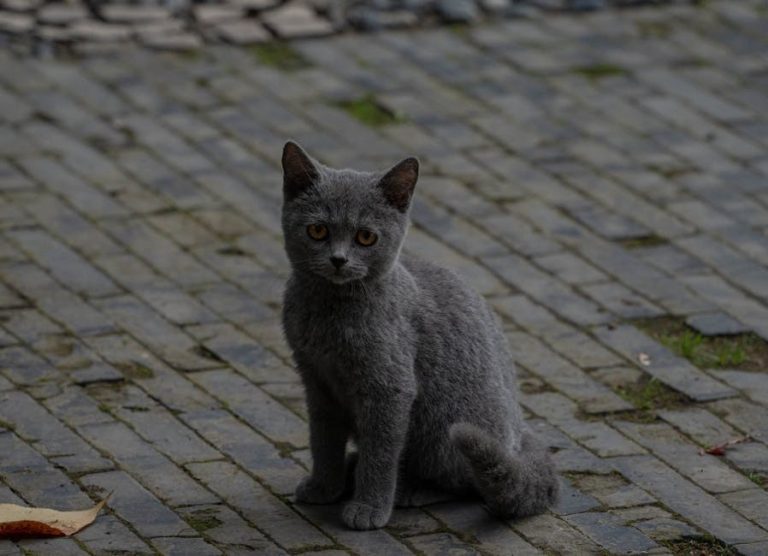 Jetrena fistula kod pasa: simptomi, uzroci i liječenje