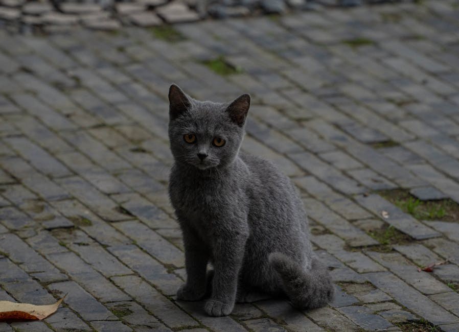 Jetrena fistula kod pasa: simptomi, uzroci i liječenje