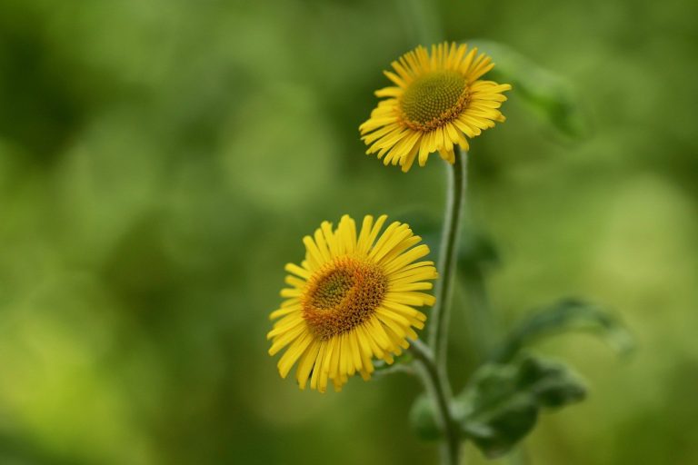 Oralni hondrosarkom kod pasa: simptomi, uzroci i liječenje