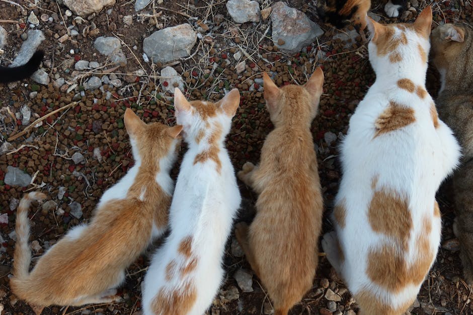 Smiju li psi jesti quiche i je li siguran za njih?