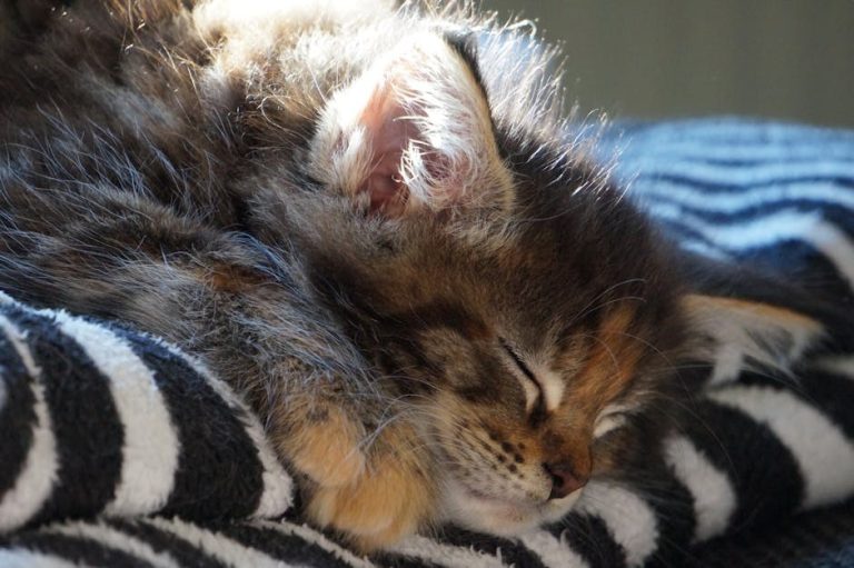 Komparativna onkologija spašava pse i ljude od raka