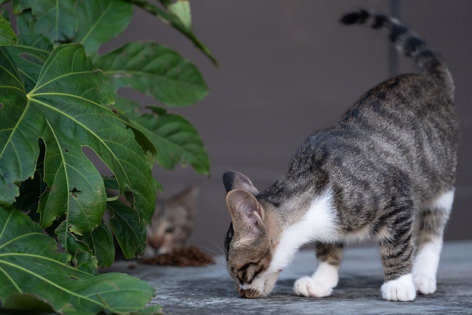 Kronična upala jetre kod pasa: simptomi, uzroci i liječenje