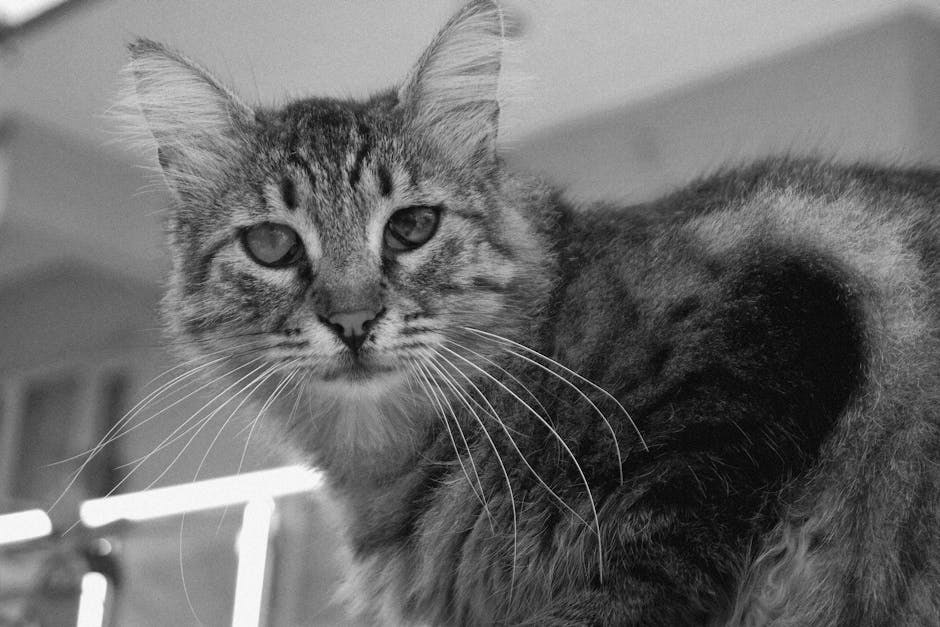 Prekomjerna proizvodnja estrogena u pasa: simptomi, uzroci i liječenje