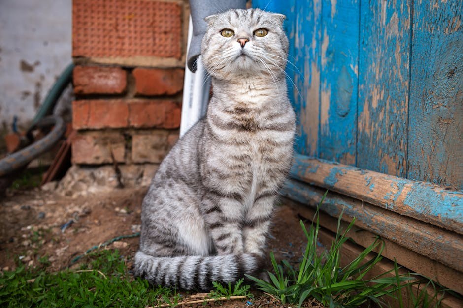 Prekomjerna proizvodnja estrogena u pasa: simptomi, uzroci i liječenje