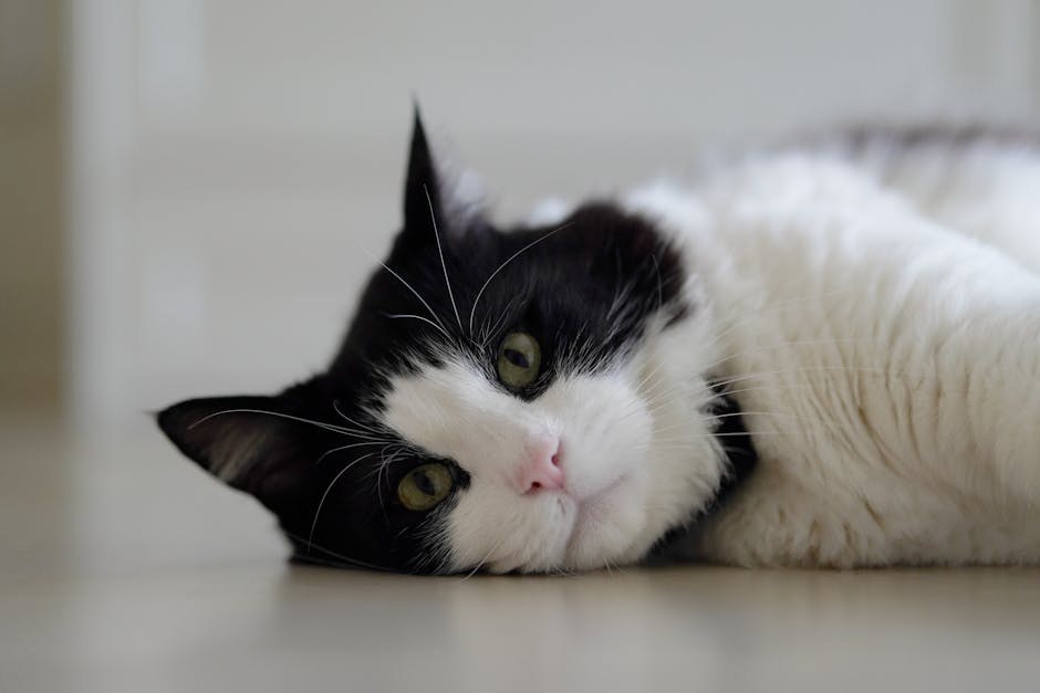 Prekomjerna proizvodnja estrogena u pasa: simptomi, uzroci i liječenje