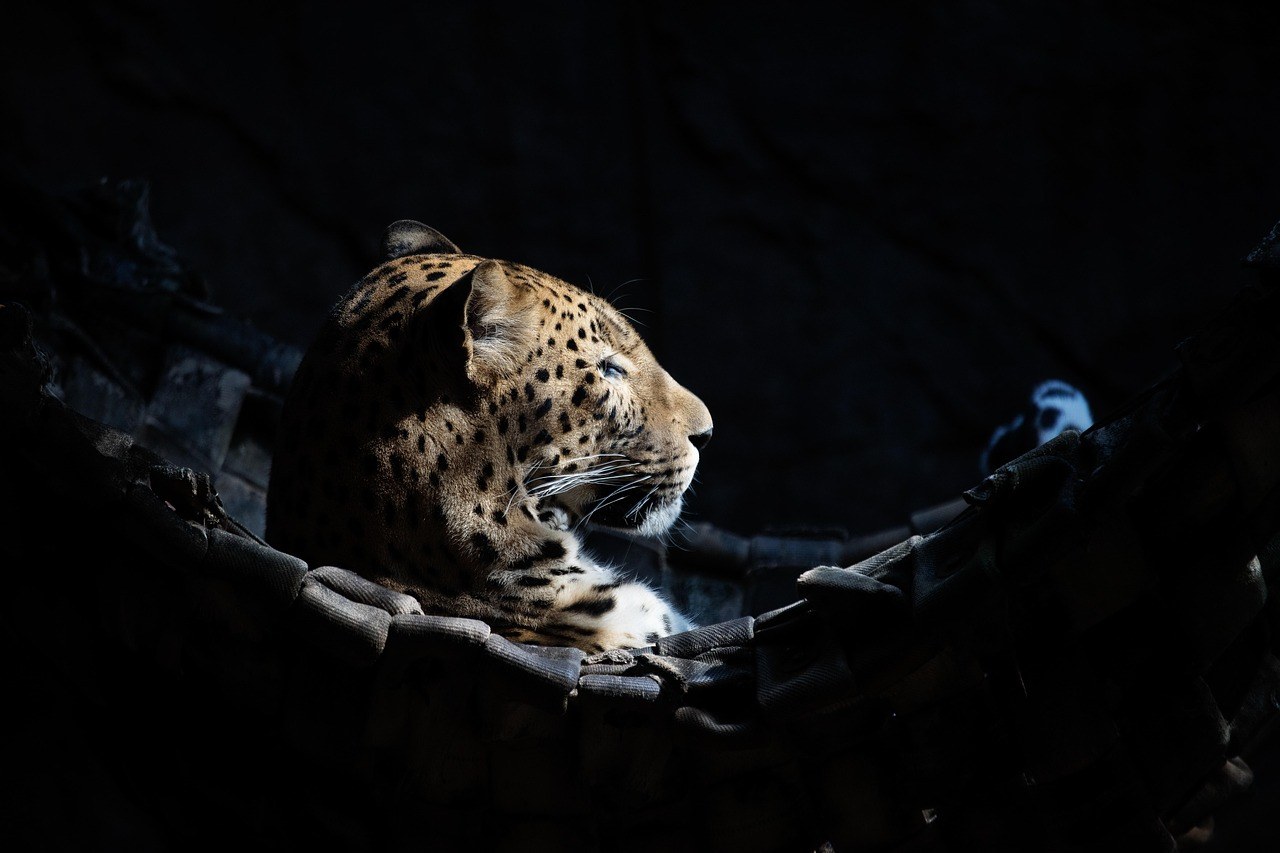 Grčevi mišića kod škotskih terijera: simptomi, uzroci i liječenje