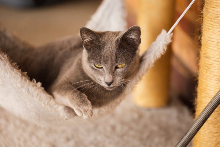 Grčevi mišića kod škotskih terijera: simptomi, uzroci i liječenje