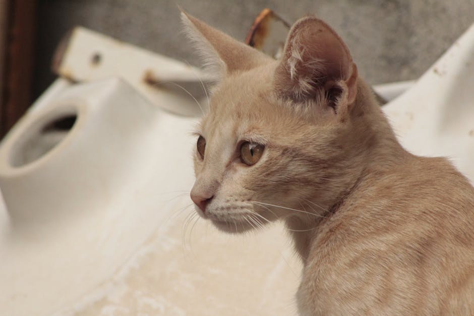 Smije li pas jesti timijan? Je li ova biljka sigurna za pse?