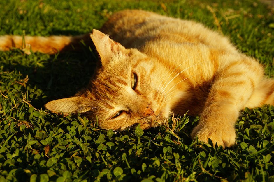 Smije li pas jesti timijan? Je li ova biljka sigurna za pse?