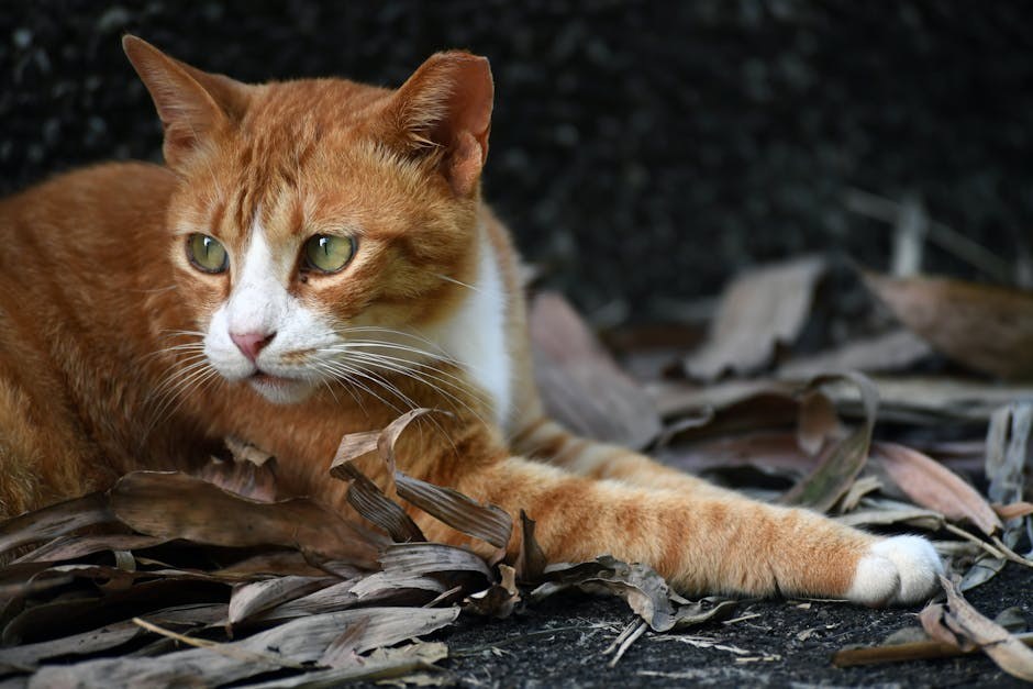 Smiju li psi jesti makaroni sa sirom - je li mac & cheese siguran za pse?