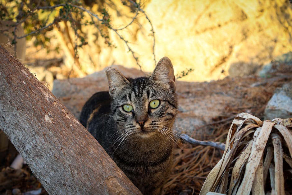 Smiju li psi jesti makaroni sa sirom - je li mac & cheese siguran za pse?