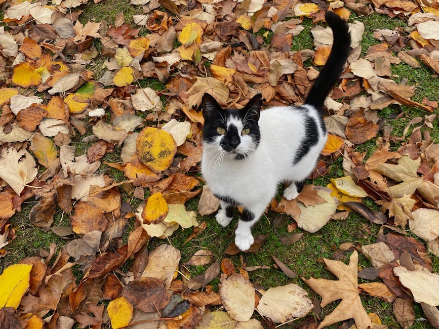 Smiju li psi jesti makaroni sa sirom - je li mac & cheese siguran za pse?