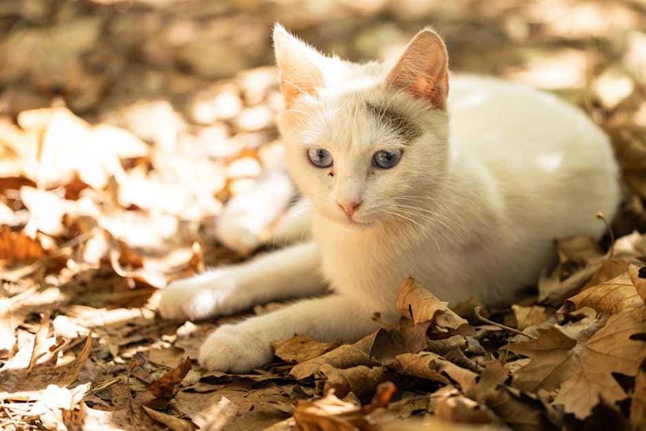 Tumori nosa kod pasa: simptomi, uzroci i liječenje
