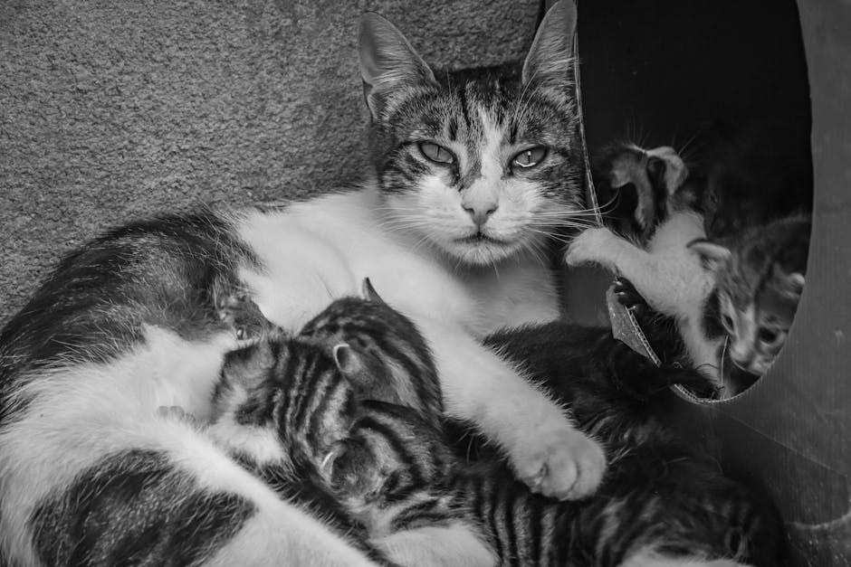 Smiju li psi jesti makaroni sa sirom - je li mac & cheese siguran za pse?