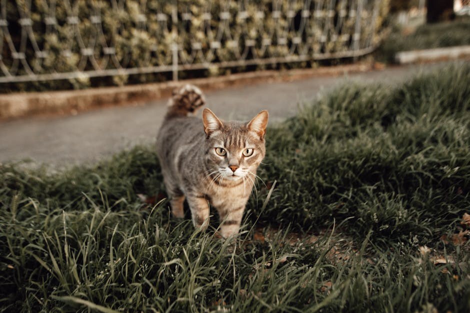 Smiju li psi jesti rižine krekere i jesu li sigurni?