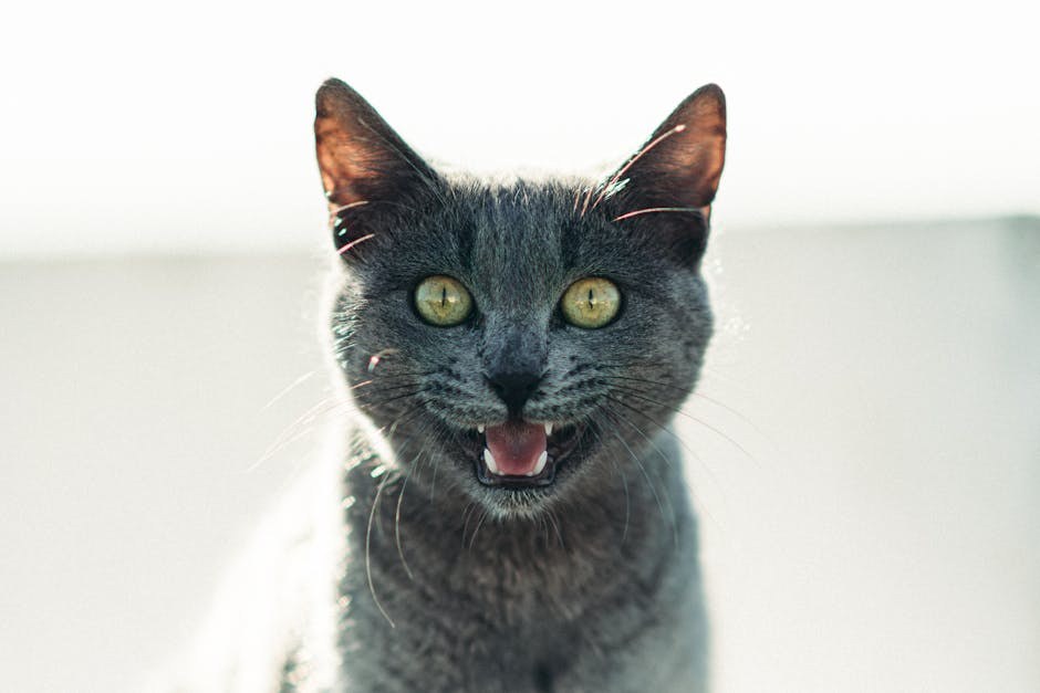 Sporo kretanje kod pasa: simptomi, uzroci i liječenje