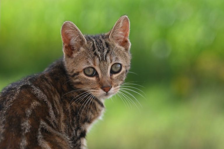 Smiju li psi jesti tikvu? Bezopasna ili rizična za ljubimca?