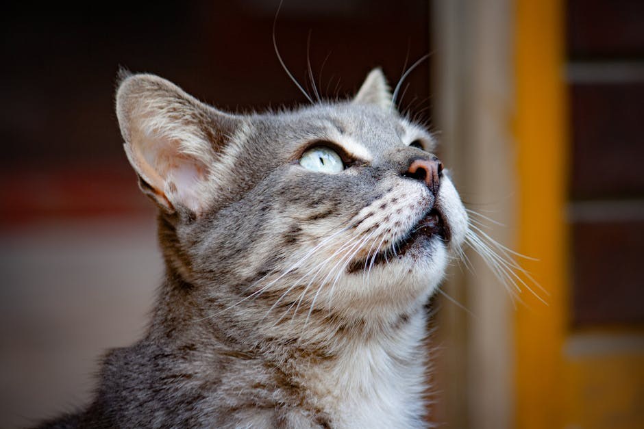 Sporo kretanje kod pasa: simptomi, uzroci i liječenje