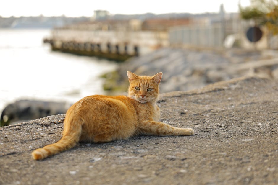 Toksini u jetri pasa: simptomi, uzroci i liječenje