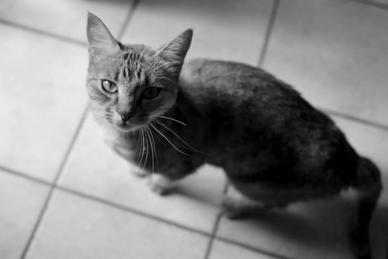 Toksini u jetri pasa: simptomi, uzroci i liječenje