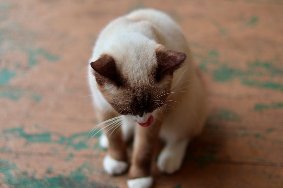 Toksini u jetri pasa: simptomi, uzroci i liječenje