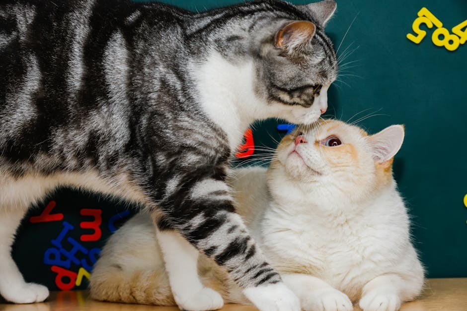 Smiju li psi jesti karamel jabuke? Je li šećer štetan za pse?