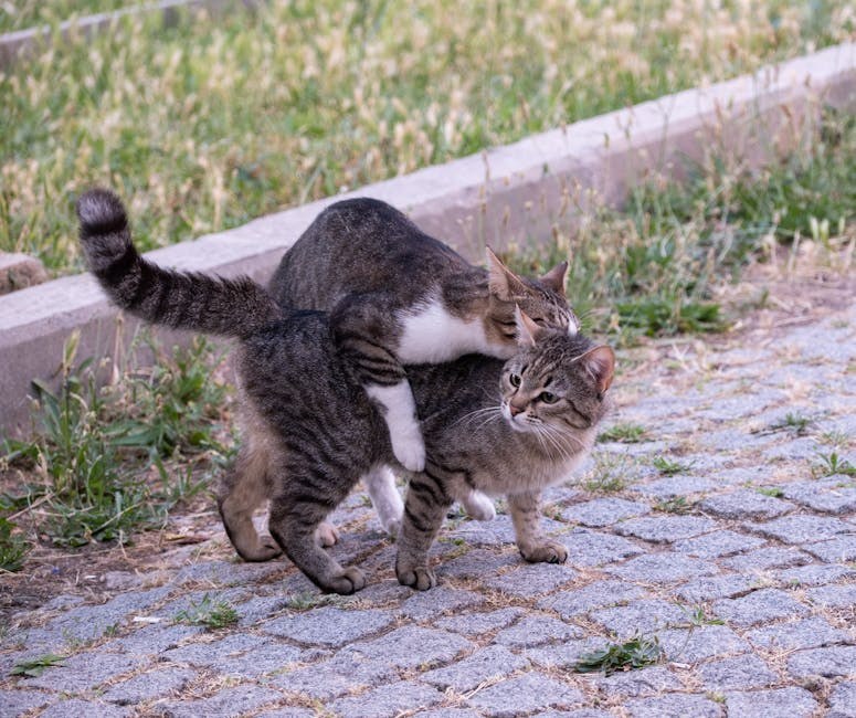Smiju li psi jesti karamel jabuke? Je li šećer štetan za pse?