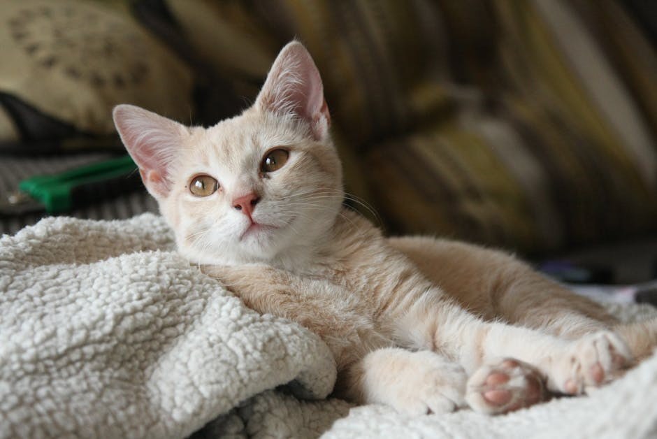 Mijeloproliferativni poremećaji u pasa: simptomi, uzroci i liječenje