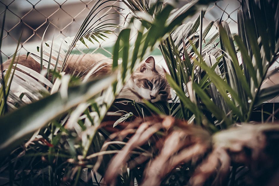 Oralni melanocitni tumori kod pasa: simptomi, uzroci i liječenje