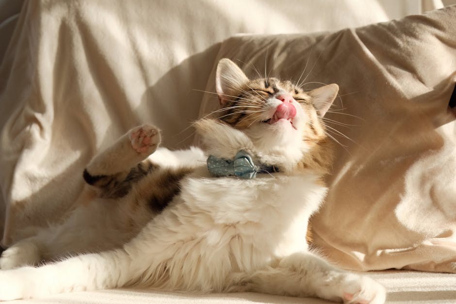 Smiju li psi jesti tortilje - jesu li sigurne?