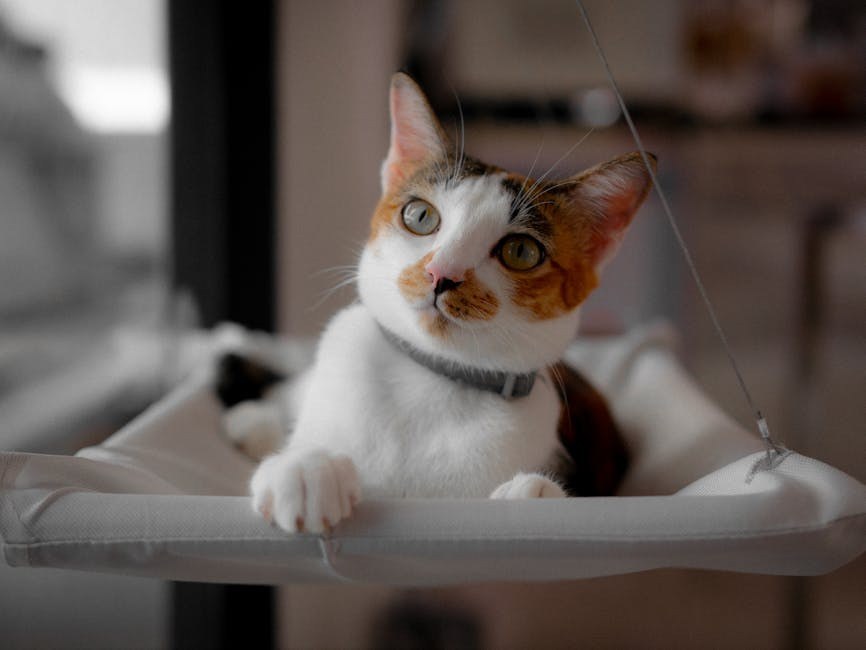 Smiju li psi jesti tortilje - jesu li sigurne?