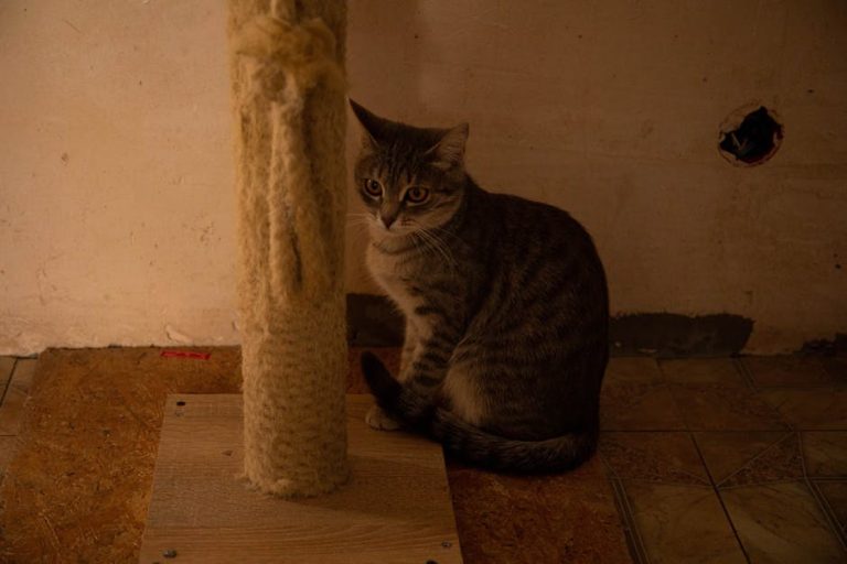 Parazitska infekcija (mikrosporidioza encefalitozoonoza) u pasa: simptomi, uzroci i liječenje