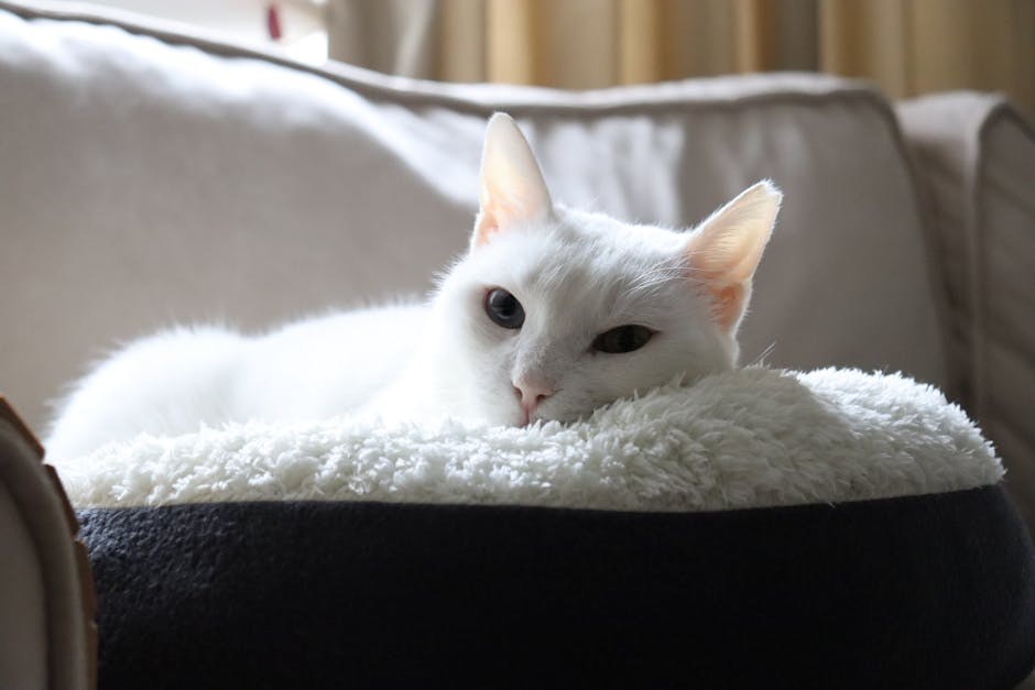 Smiju li psi jesti musaku i je li to sigurno?