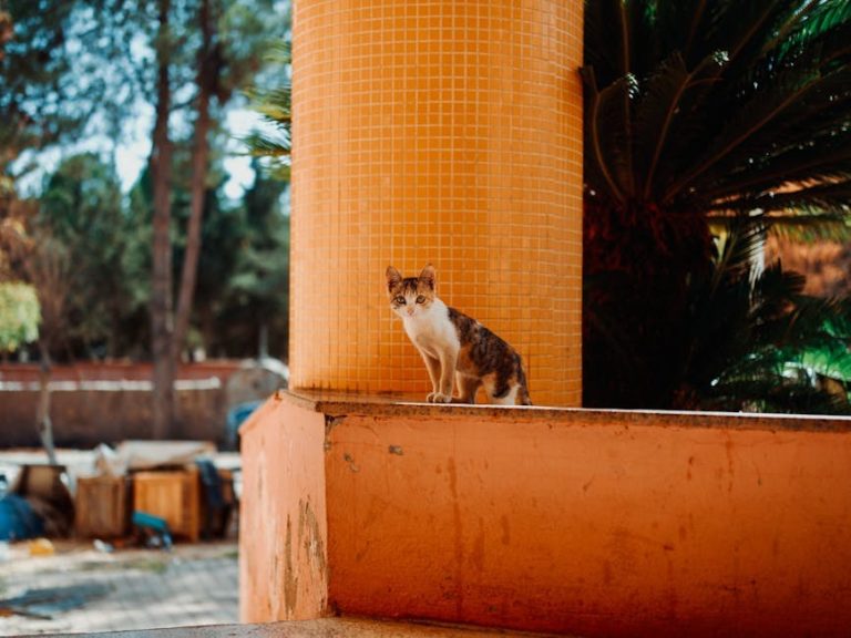 Smiju li psi jesti musaku i je li to sigurno?