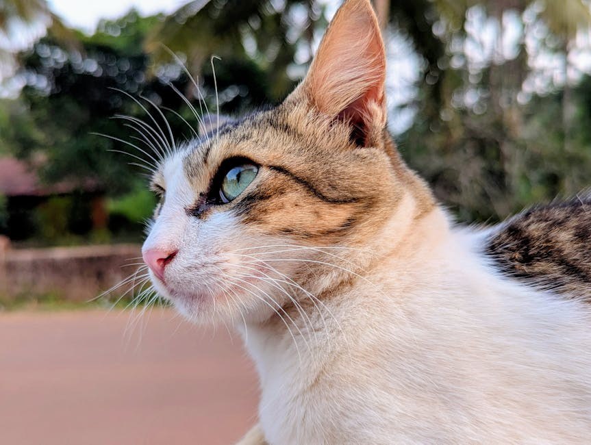 Periferna neuropatija kod pasa: simptomi, uzroci i liječenje