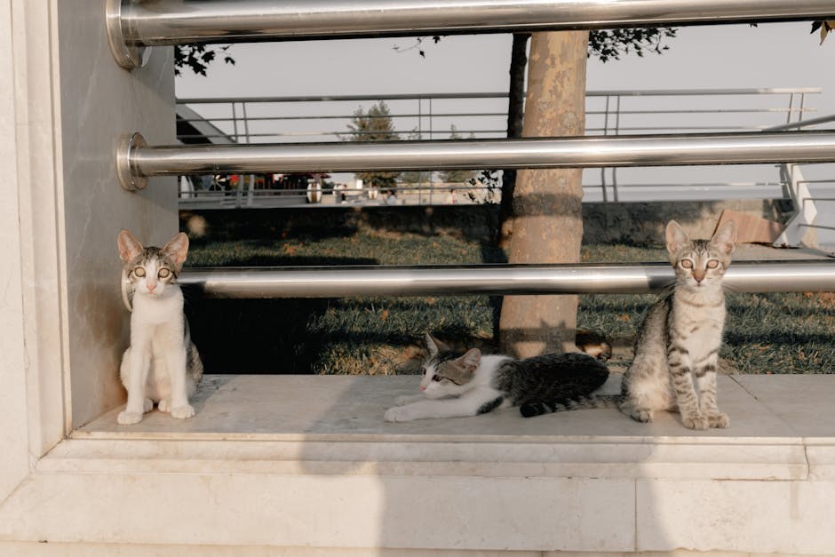 Smiju li psi jesti musaku i je li to sigurno?