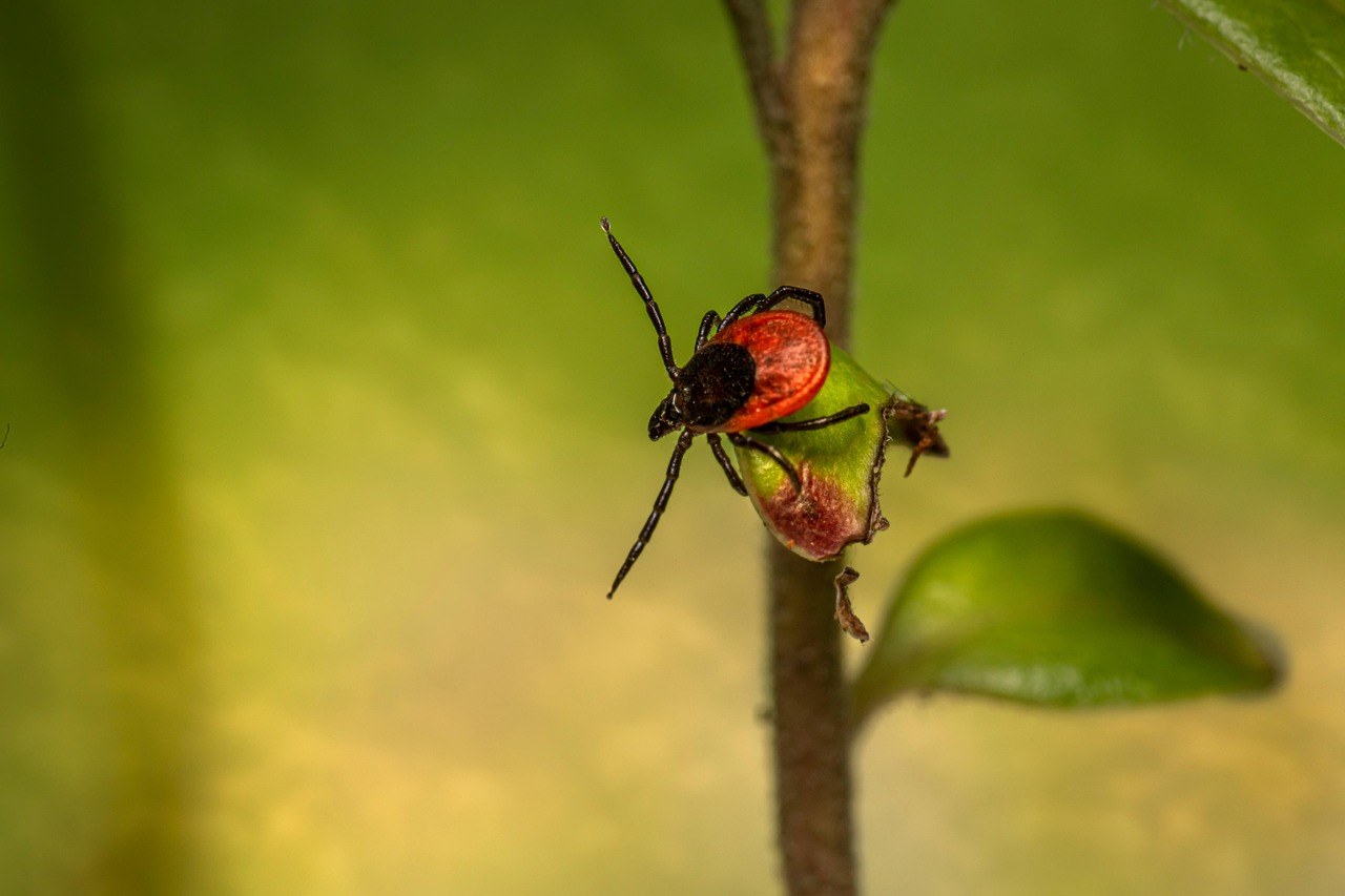 Dijabetes insipidus i dijabetes mellitus kod pasa: uzroci, simptomi i liječenje
