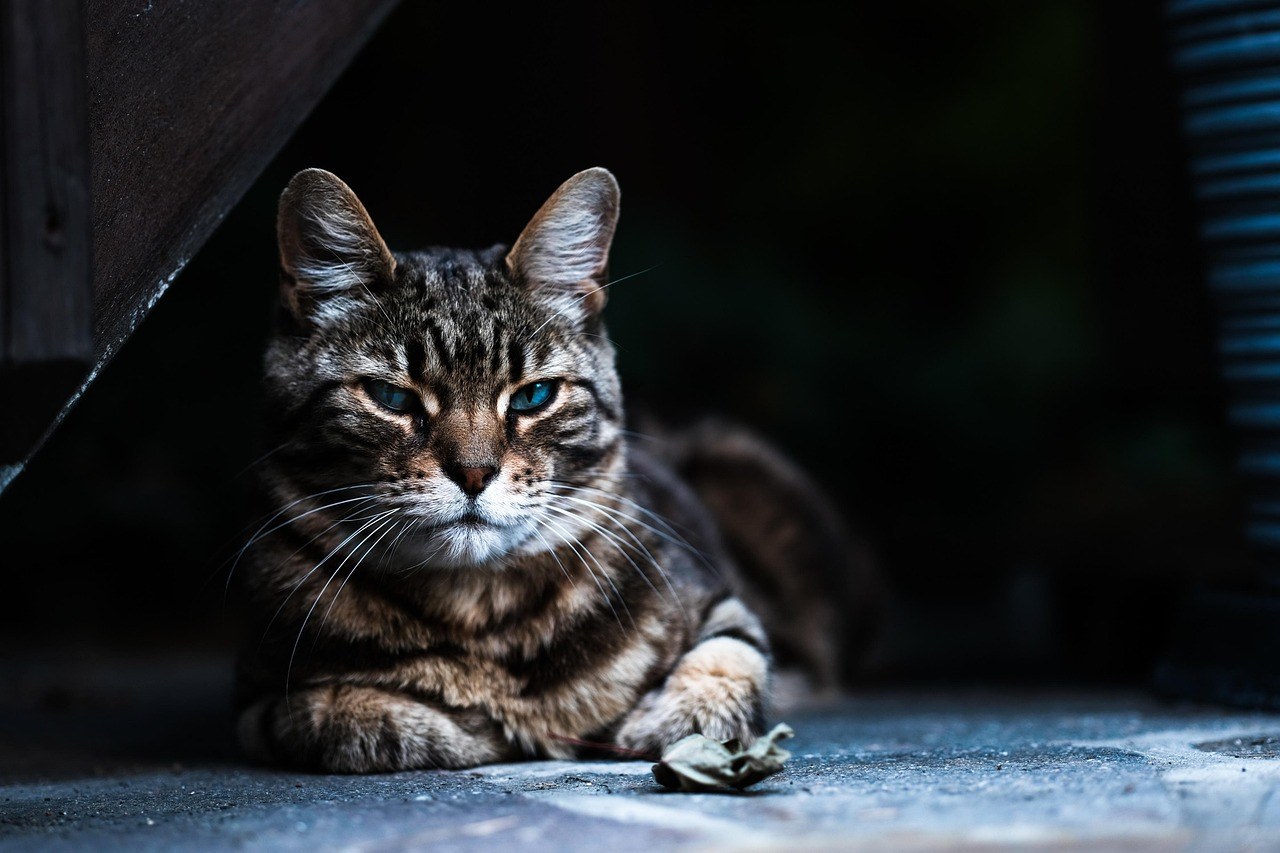 Dijabetes insipidus i dijabetes mellitus kod pasa: uzroci, simptomi i liječenje