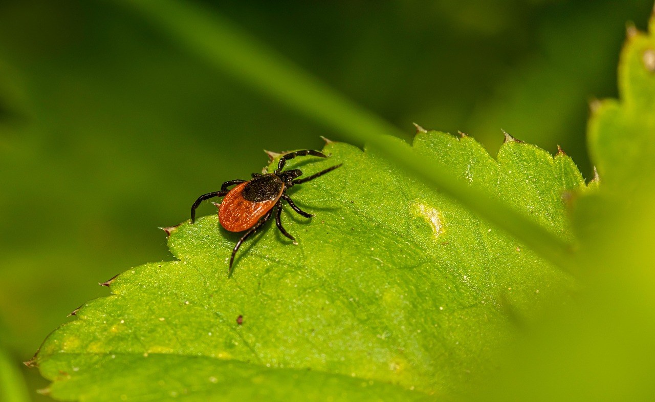 Rak usta kod pasa: simptomi, uzroci i liječenje