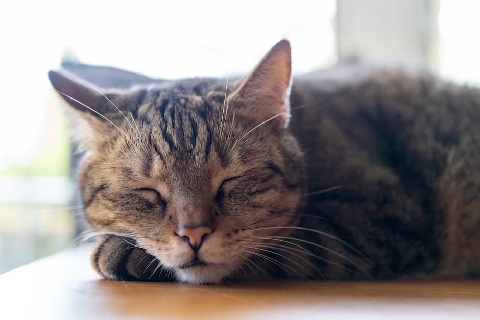 Bučno disanje kod pasa: simptomi, uzroci i liječenje