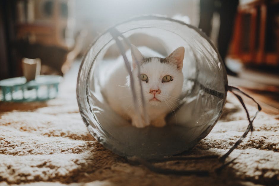 Bolest kontrakcije mišića kod pasa: simptomi, uzroci i liječenje