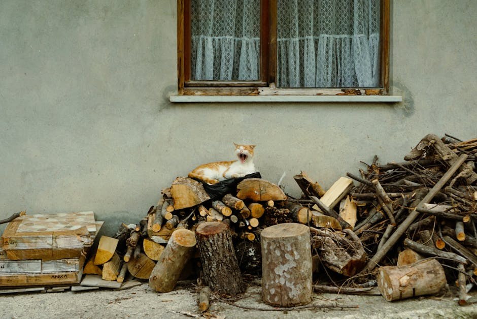 Rupture mišića kod pasa: simptomi, uzroci i liječenje