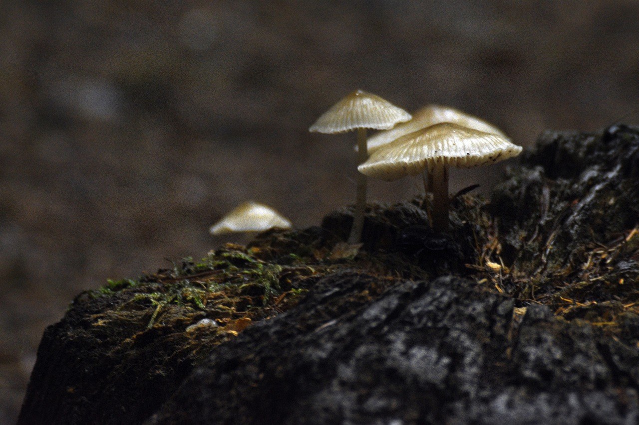 Smiju li psi jesti ružmarin - je li siguran?