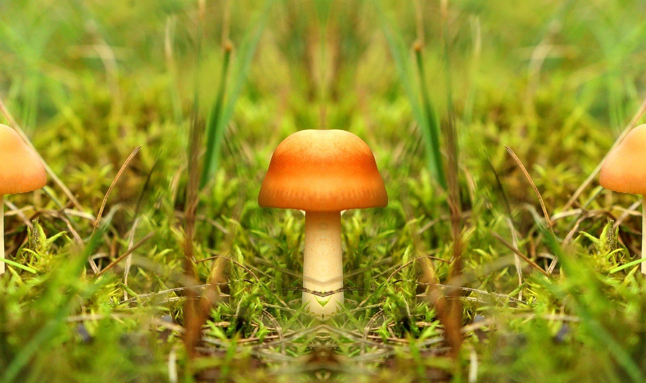 Suženje nosnih putova kod pasa: simptomi, uzroci i liječenje