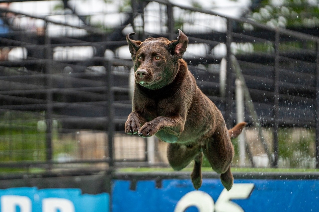 Zašto nikada ne biste smjeli bojati psa