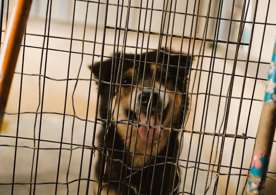 Koagulopatija povezana s bolestima jetre kod pasa: simptomi, uzroci i liječenje