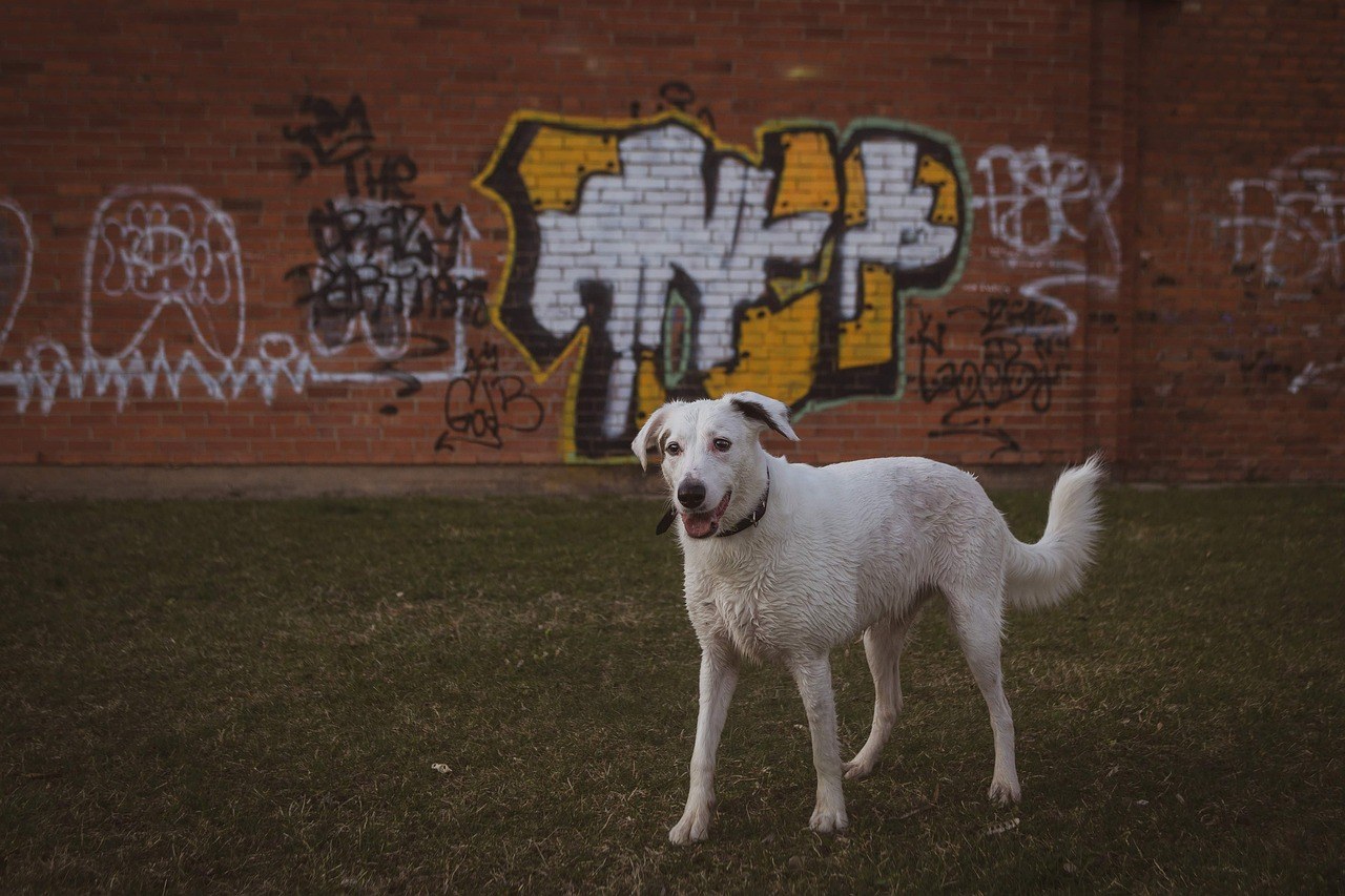 Koagulopatija povezana s bolestima jetre kod pasa: simptomi, uzroci i liječenje