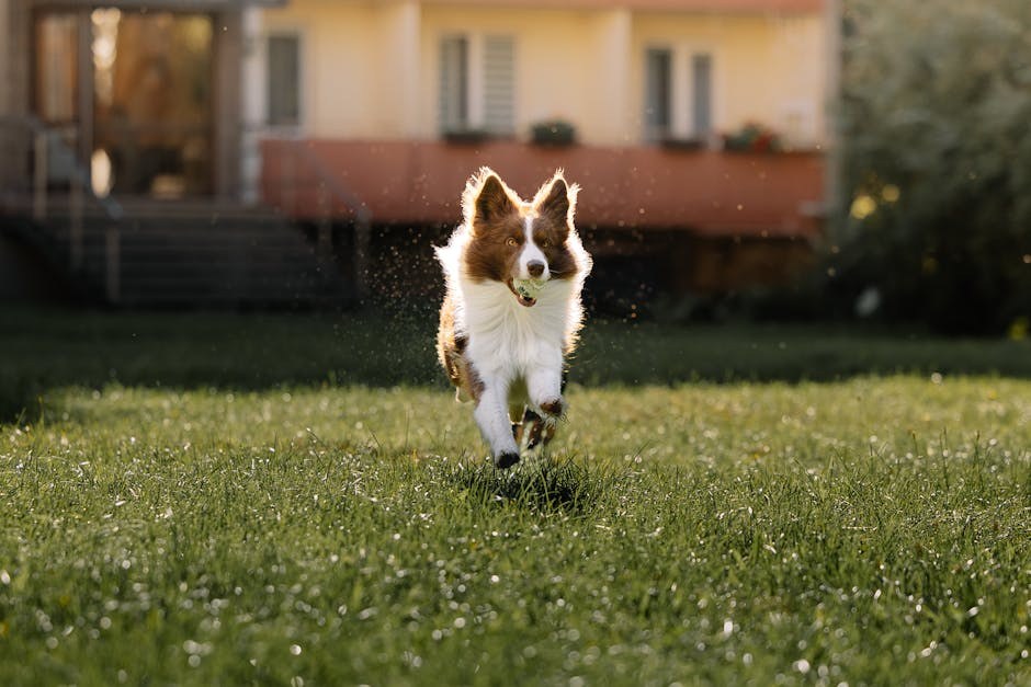 Pogledajte ove slatke kristalne privjeske za pse i njihove koristi